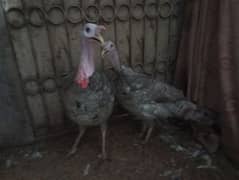 original blue turkey pair full vaccinated