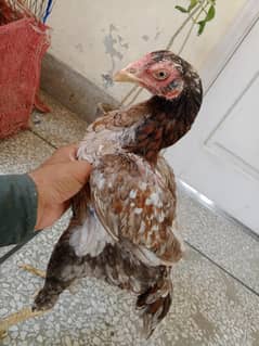 Aseel hen forsale price 4000 location wah cantt 03185022657