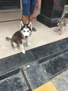 Family Puppys