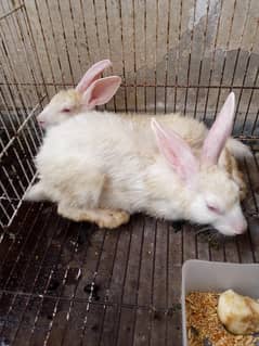 1 pair of rabbits