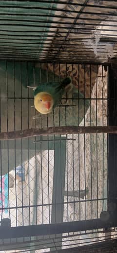 Breeder female