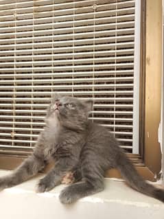 kitten female