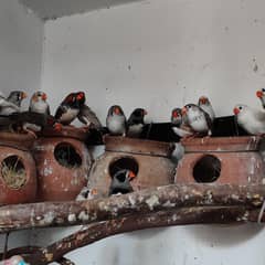 Finches for sale