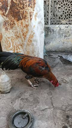 High Quality Aseel Chicks For sale