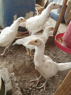 paper white hira aseel pathy