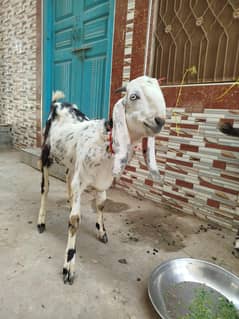 kheera Bakra