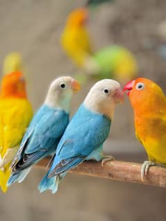 Lovebirds sale