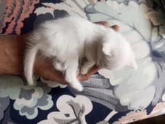 Age 2.5 months  type persian