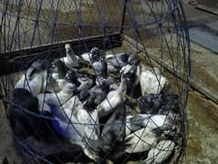kabuter bachy for sale