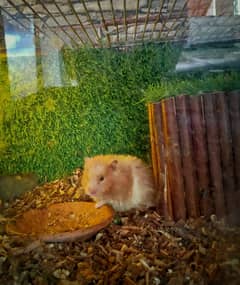 Long hair Syrian hamster pair with beautiful enclosure for sell