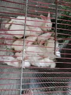 Rabbit
