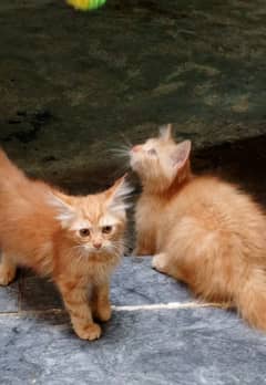 Kittens
