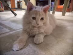 Persian kittens for sale