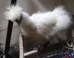 white Silkie Pair Age 3 months (4)