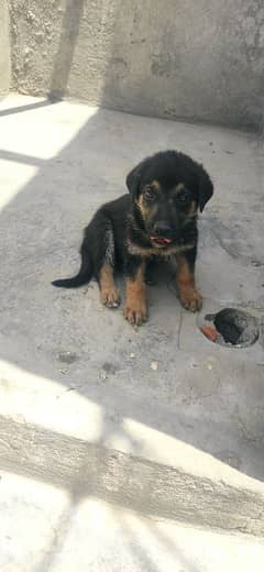 germenshephered puppy sale