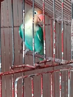 parblue adult 2000 . . . green or blue Fisher self 1900