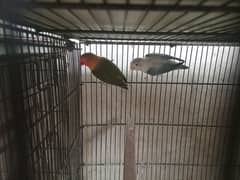 Blue Euwing Opline x Green Fisher split Dilute Opline