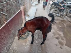 nagra male