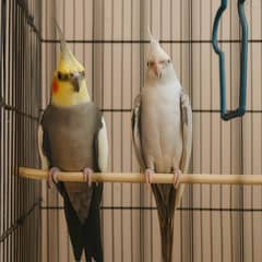 Beautiful Pair of Cockatiels – Healthy, Active & Friendly