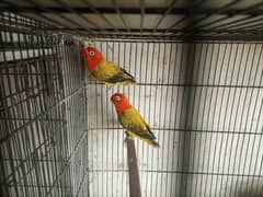 Green Euwing Dilute Opline