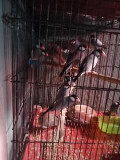 java brids Al bino read black eyes