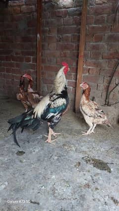 Aseel Roosters  and Hens Available for sale healthy active