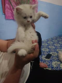Persian Kitten