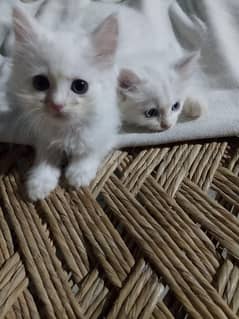 blue eyes