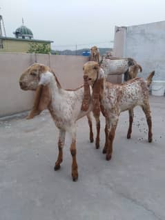 Makhi cheni urgent sale