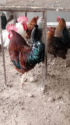 Desi hens egg wali 7 piece
