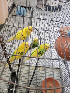 Birds