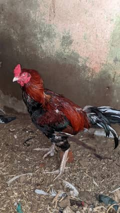 Aseel mianwali murga for sale