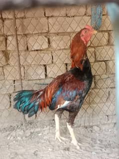 aseel