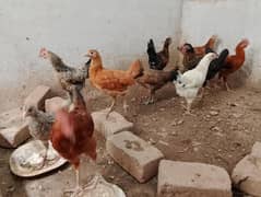 4Month male chicks at reasonable price.  Vacseinated.