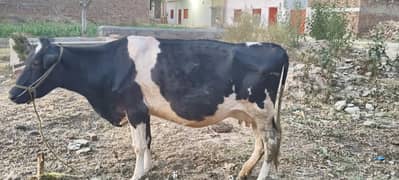 Cow for sale