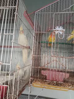 Urgent Sale – 10 Cockatiels Ready to Breed + 7 Lutino Birds ke Patteh