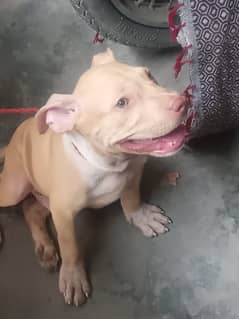 Pitbull poppy for sale