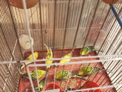 parrot's