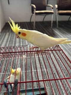 3 cocaktiels