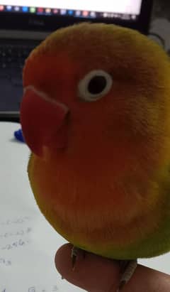 lovebirds