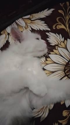 Persian Triple coat Blueeyed Queen 