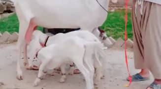 3 Bacchon Ka Sath Rajanpuri Gulabi Bakri For Sale.  Call me03228068296
