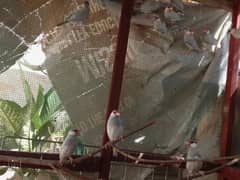 Java finches (13)Male, (6) female ready to first breed