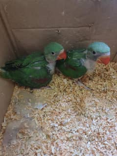 Raw parrots chicks for sale
