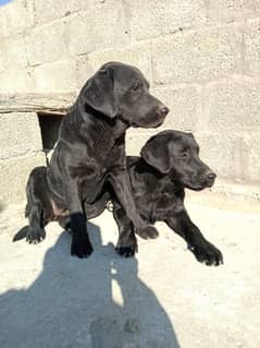 Labrador pair dogs ,age: 9 months