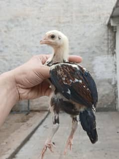 High quality aseel chicks forsale