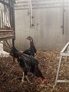 2 beautiful thai hens and 1 active breeder