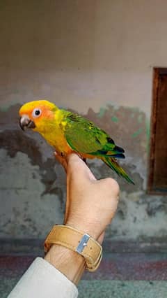 Hand