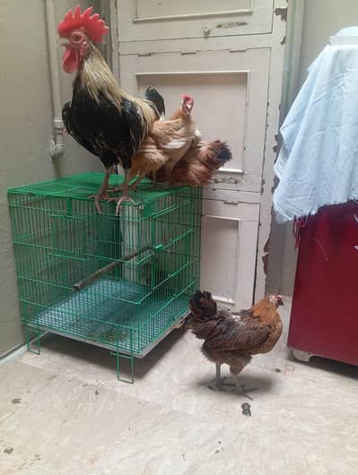 desi hen