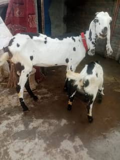 Goat with Male baby